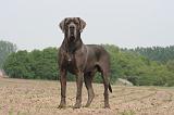 DOGUE ALLEMAND 455